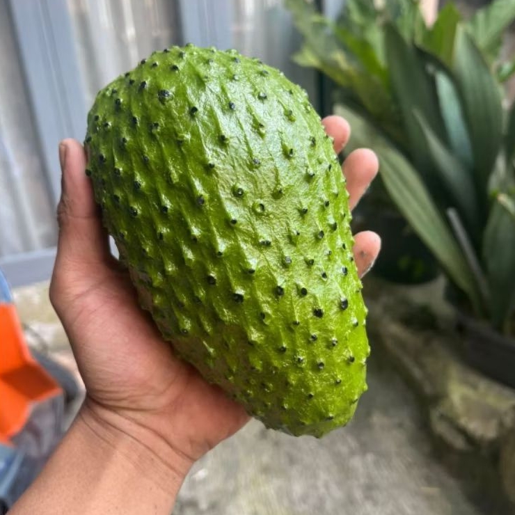 

Replika buah sirsak 1pcs ( untuk mainan/hiasan/pajangan/edukasi/dummy/display )