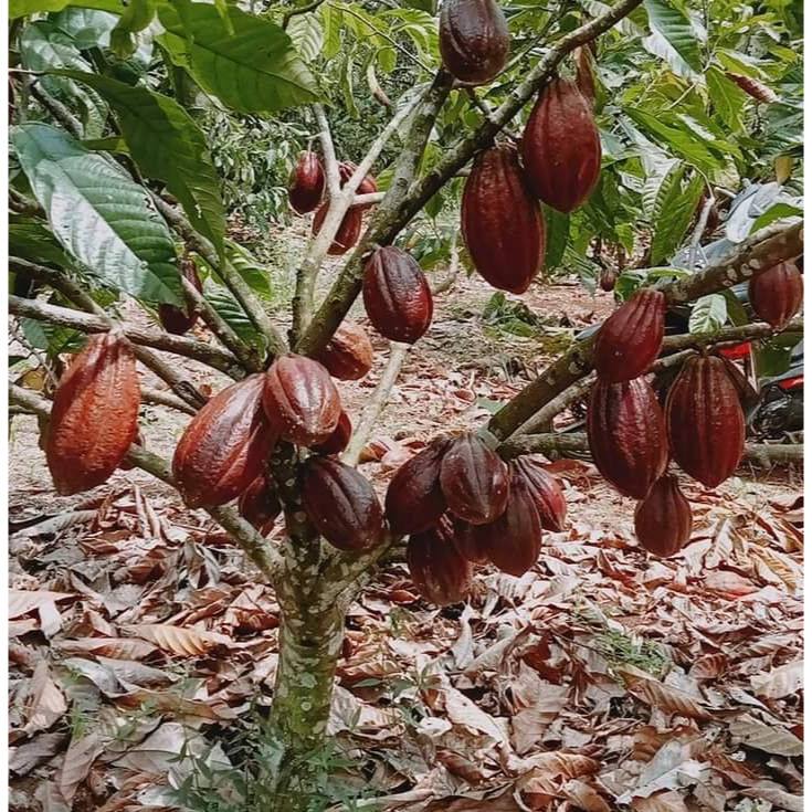 bibit cacao MCC 02, kakao MCC 02 isi 100 biji coklat tanam kakao