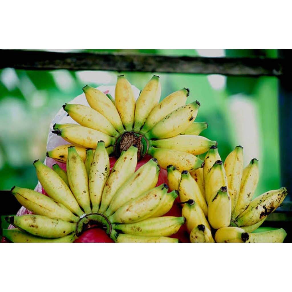 

Pisang Banten 1 sisir (buah segar)