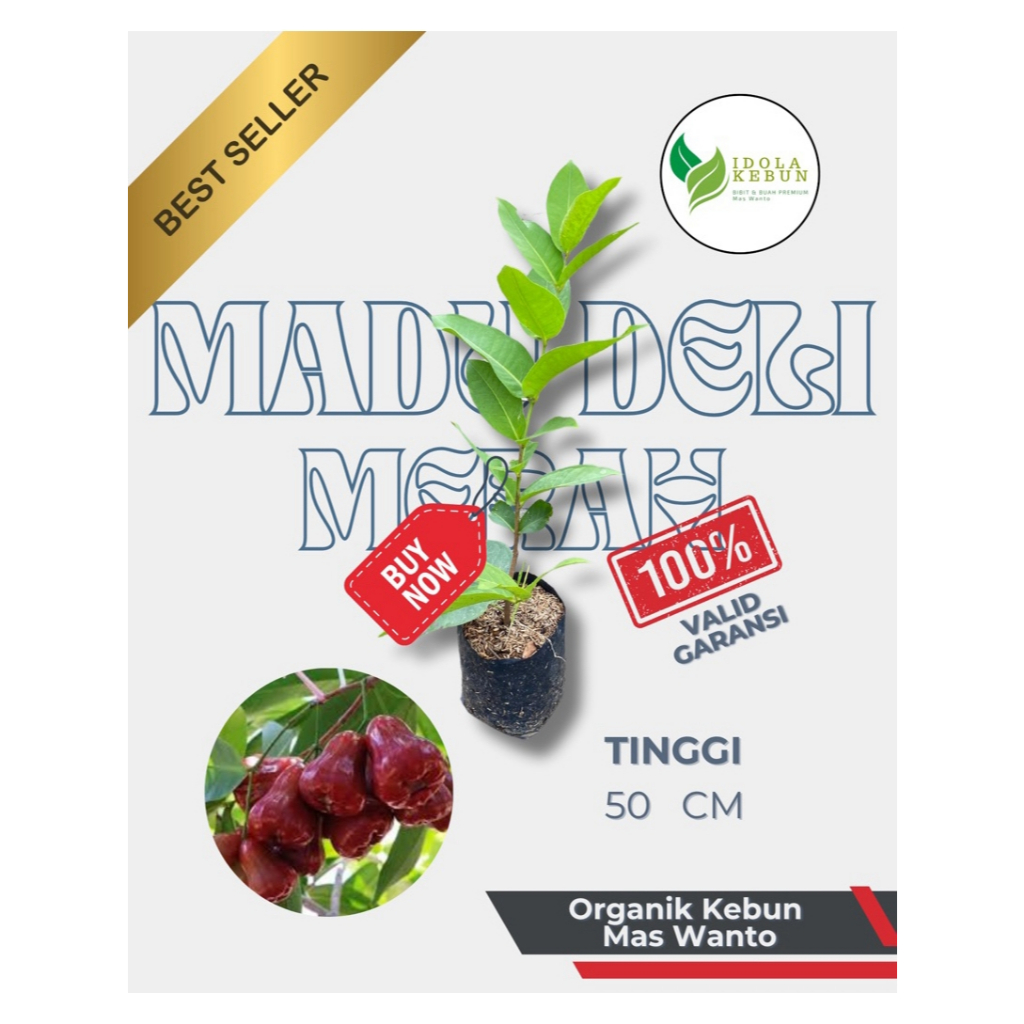 BIBIT JAMBU VARIETAS MADU DELI MERAH-BIBIT BUAH JAMBU-BIBIT JAMBU MADU DELI-BIBIT BUAH JAMBU MADU