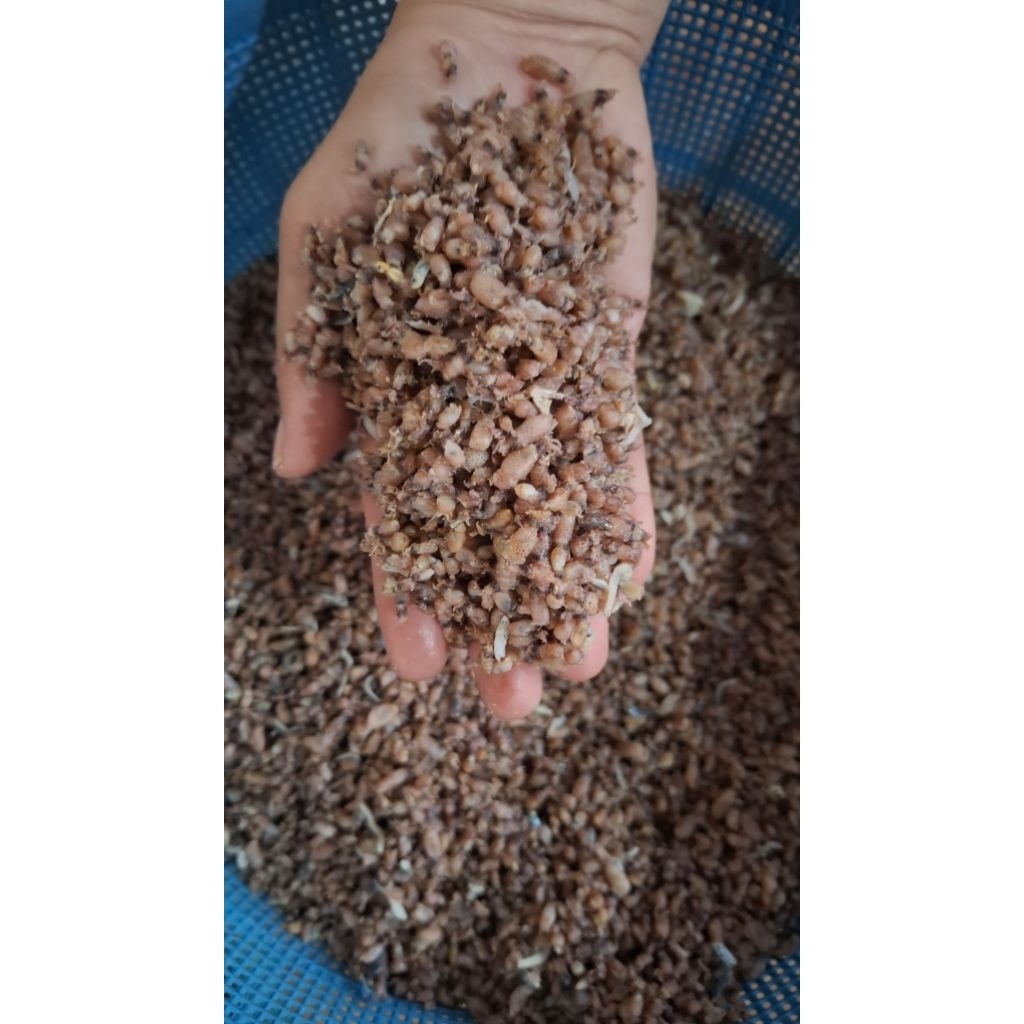 

Baby cumi asin kering super imut dan halus ukuran 0,5 - 1cm kemasan 500gr