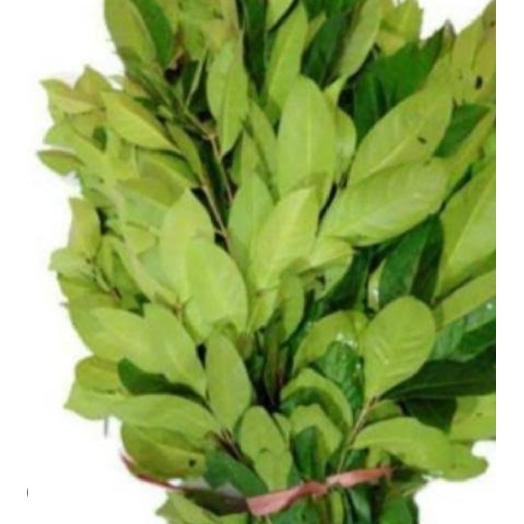 

daun salam(1 ikat)