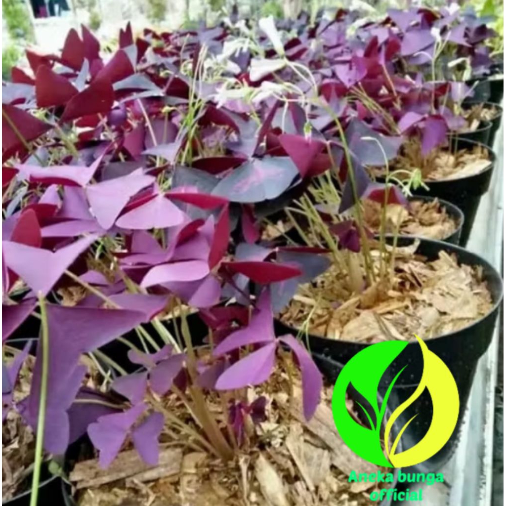 POHON OXALIS UNGU / TANAMAN HIAS OXALIS UNGU