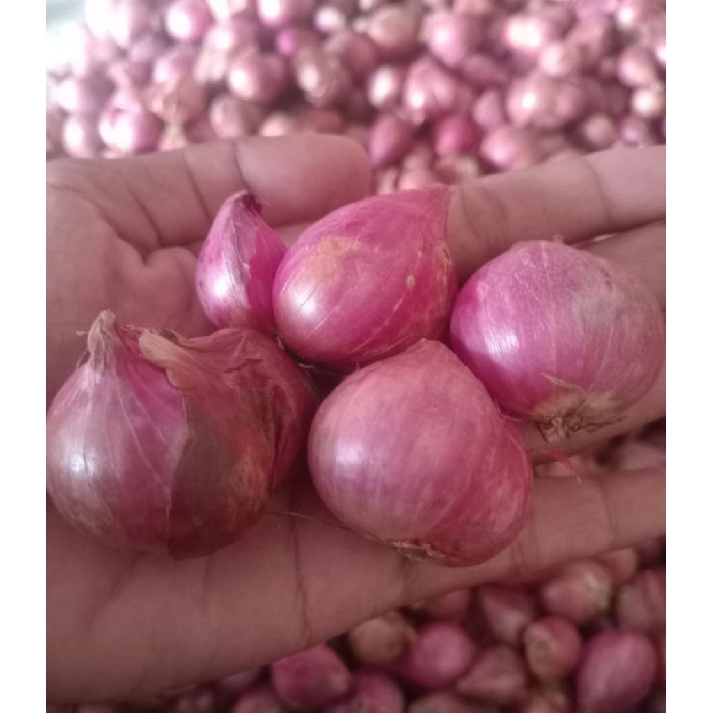

bawang merah 1 kg murah