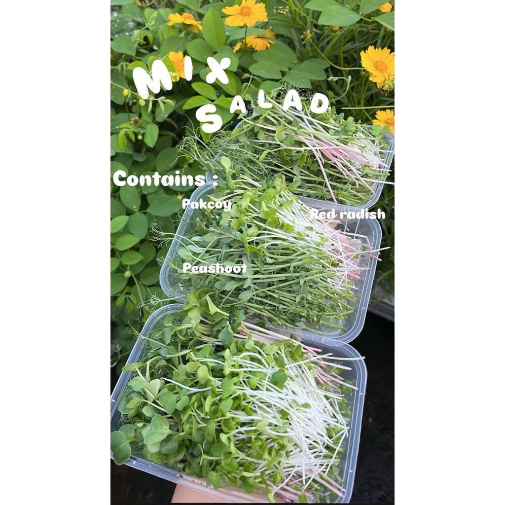 

Mix salad | Mix Microgreens Edible flower Mix | Garnish makanan | Garnish minuman