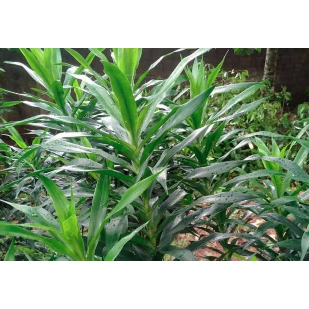 

Daun Suji/Pewarna Hijau Alami