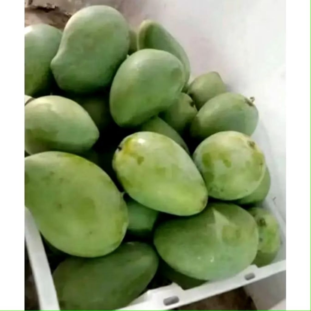 

Mangga gadung / Arum manis