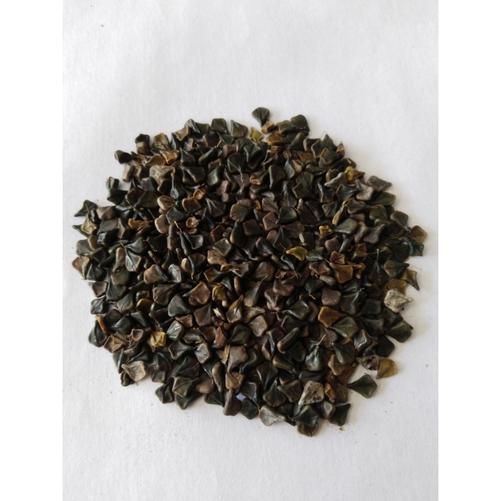 biji bibit pohon ketepeng, isi 45.biji.recommended untuk ecoprint, untuk obat gatal gatal dikulit