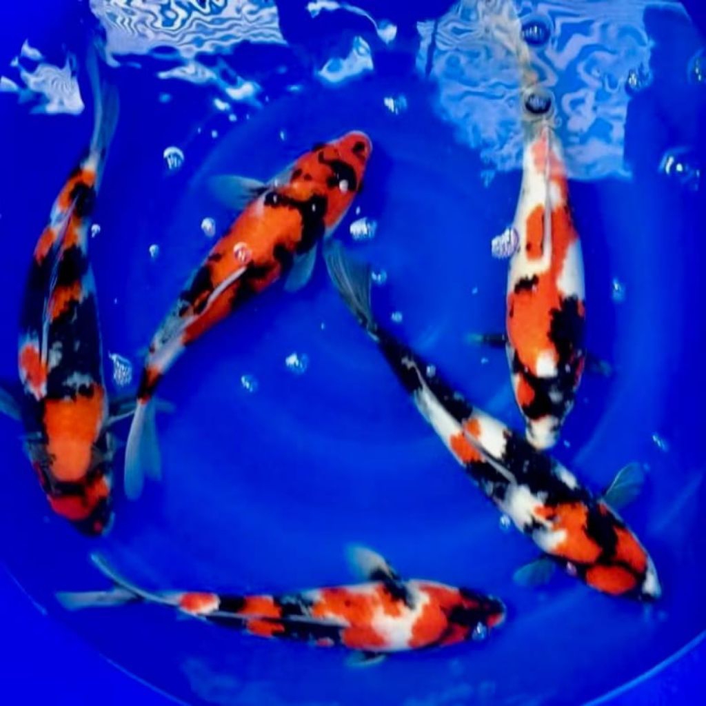 

Koi sowa paket 6 ekor berkualitas