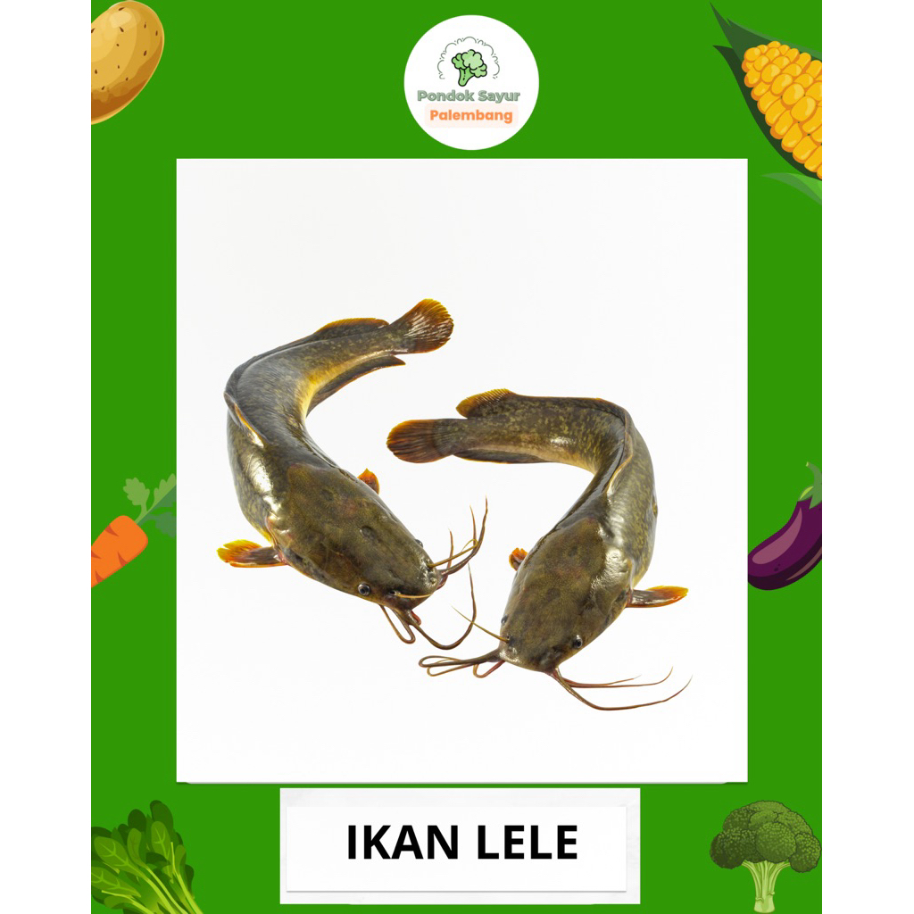

IKAN LELE FRESH PONDOK SAYUR FRESH PALEMBANG