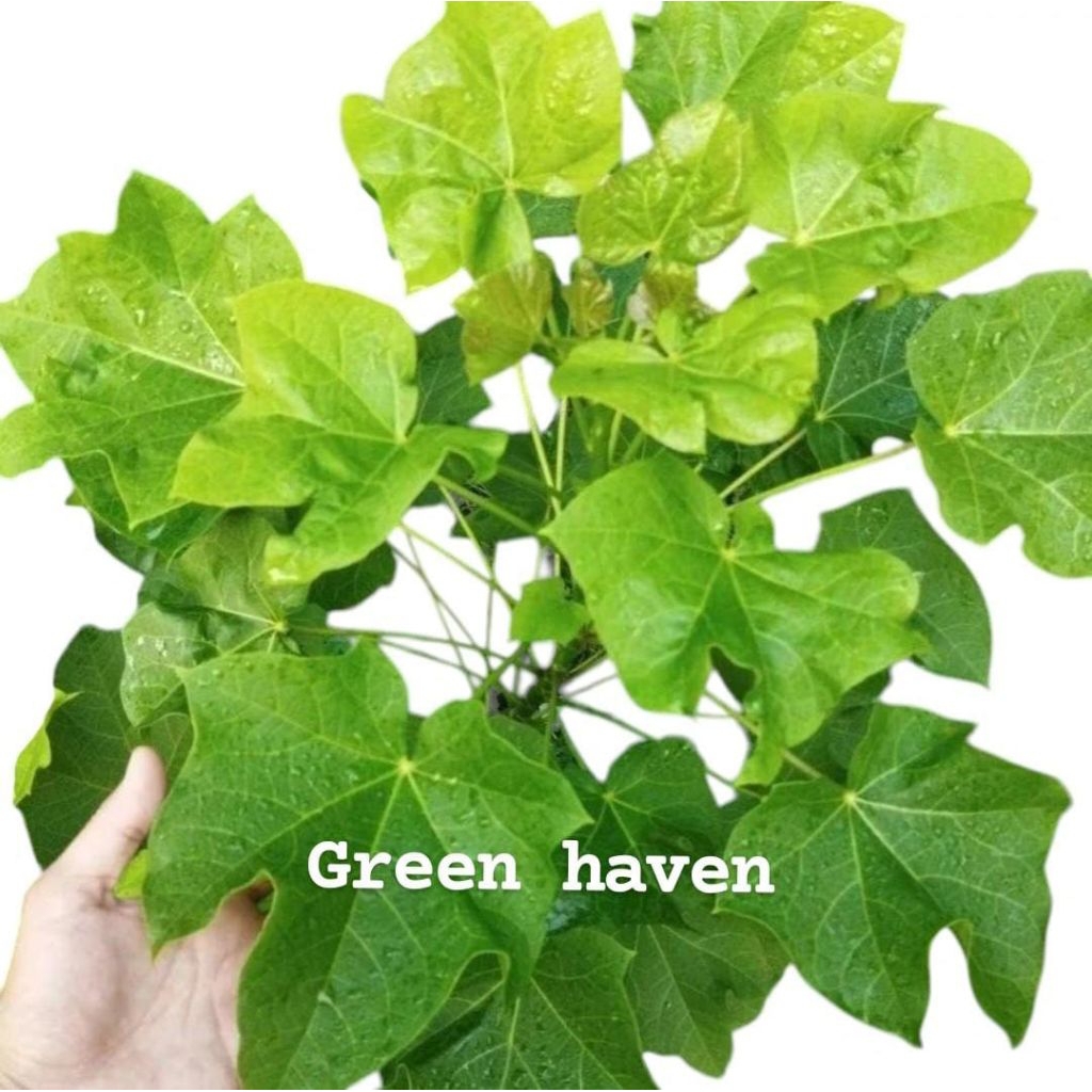 

Daun kaliki ( jarak ) cina obat kulit - perhelai segar - obat kulit kudis kurap