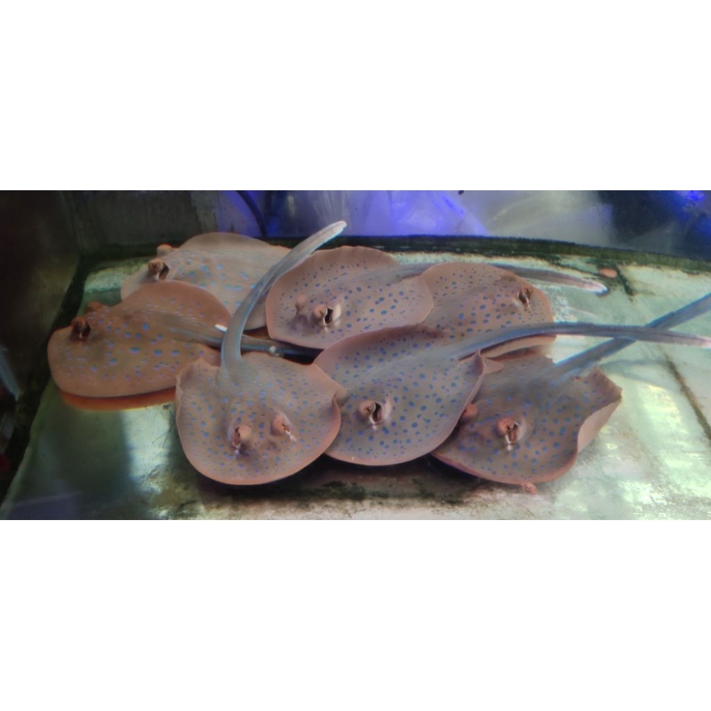 IKAN PARI HIASAN LAUT