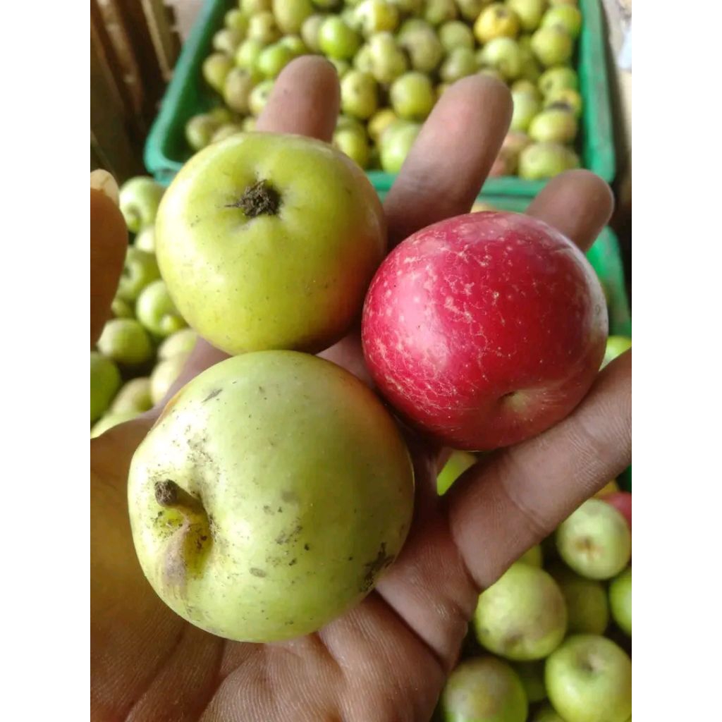 

manalagi fresh Gress cantik