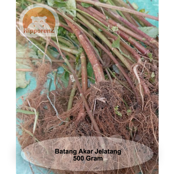 

Batang Akar Jelatang Segar 500 Gram