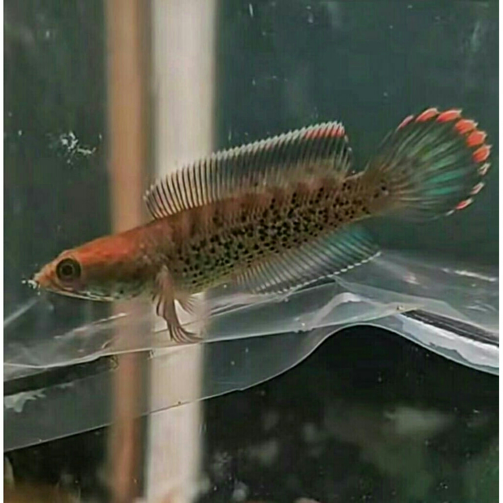 setiker stwarti kusus luwar pulau