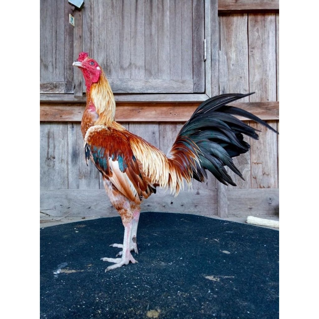 

Telur Ayam Pamangon Kuda Lari Fertil siap untuk ditetaskan