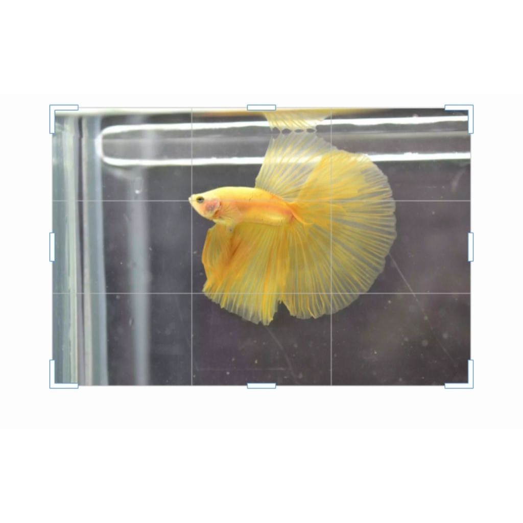 CUPANG HALFMOON BANANA/YELLOW