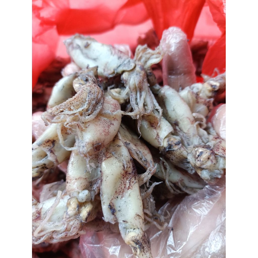 

Baby cumi kering/ikan cumi kering/ikan asin baby cumi kering harga termurah