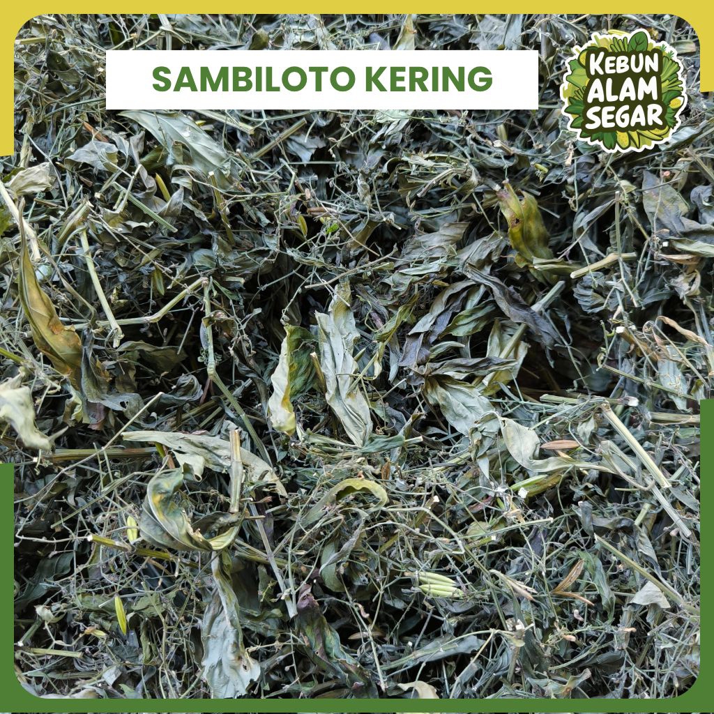 

SAMBILOTO KERING 100 GRAM - Herbal