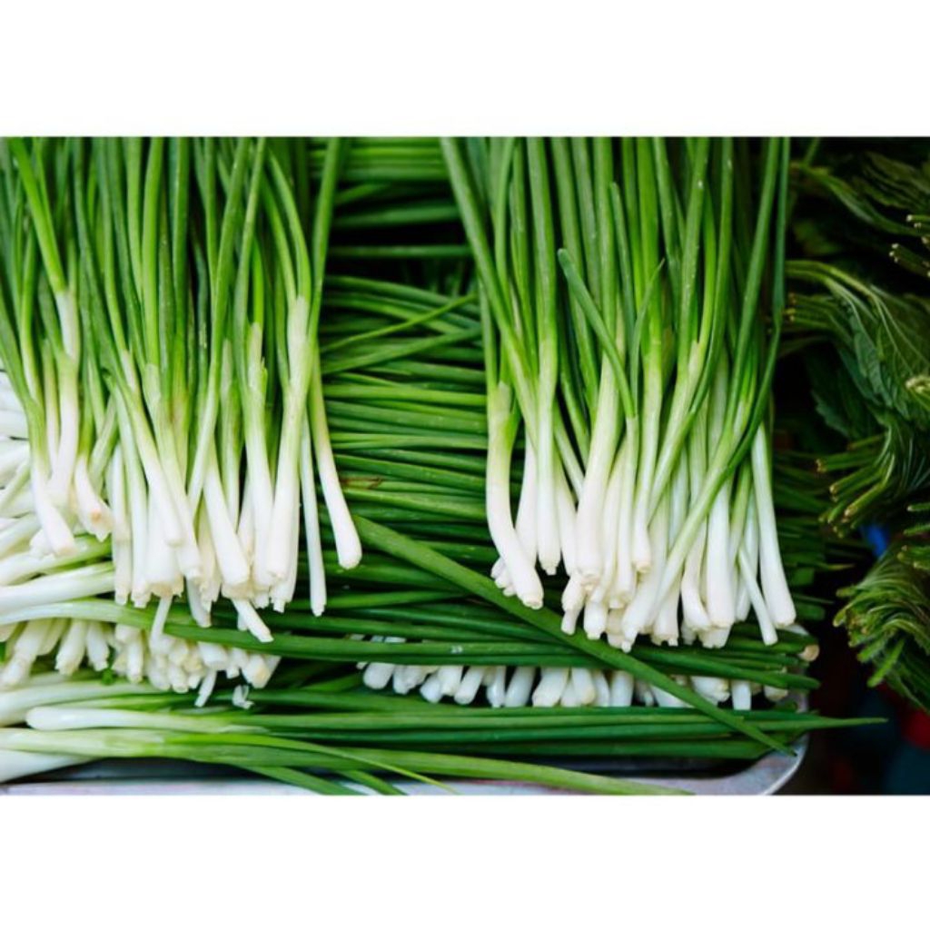 BIBIT KUCAI SAYUR siap tanam