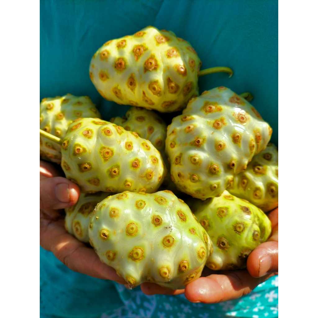 

BUAH MENGKUDU | PACE | MENGKUDU FRESH | MENGKUDU SEGAR | TANAMAN HERBAL | KESEHATAN