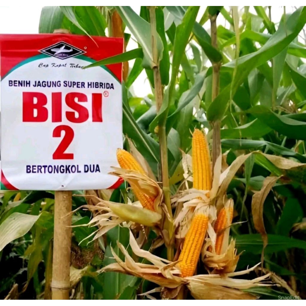 60 butir biji benih jagung 2 tongkol bisi / repack