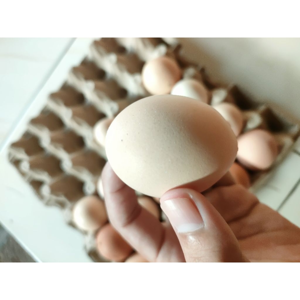 Telur tetas ayam KUB