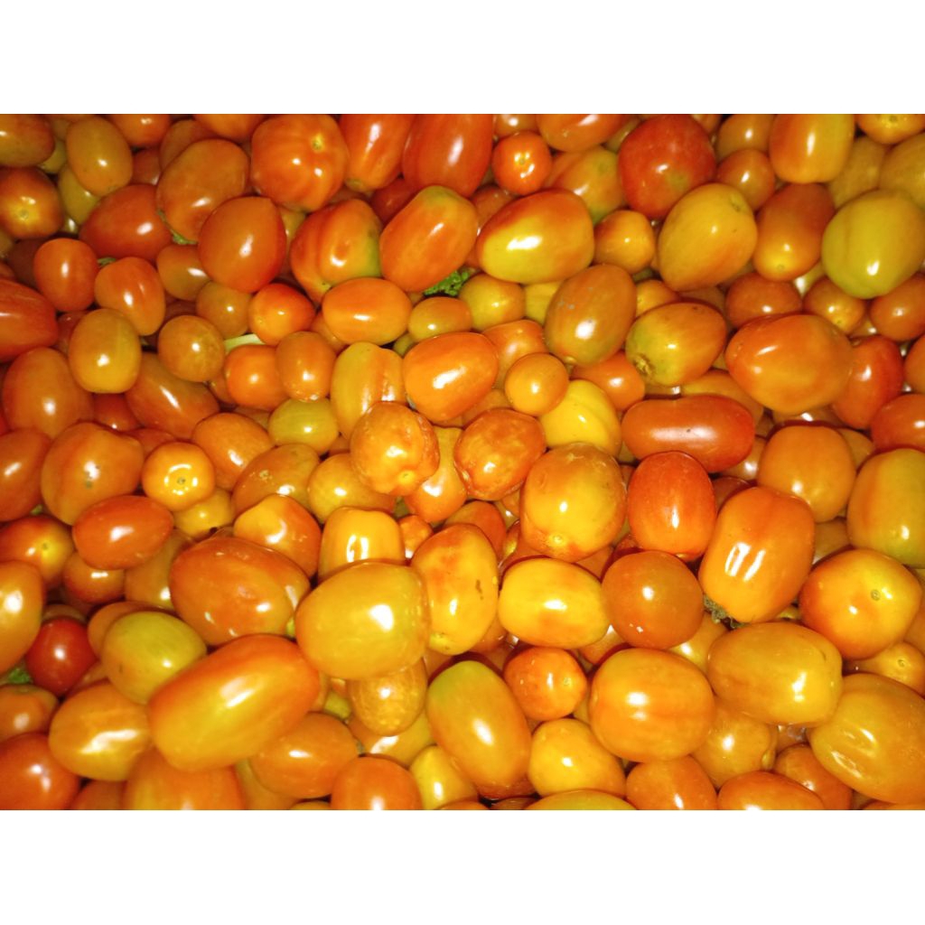 

Buah Tomat Cherie mini kecil segar