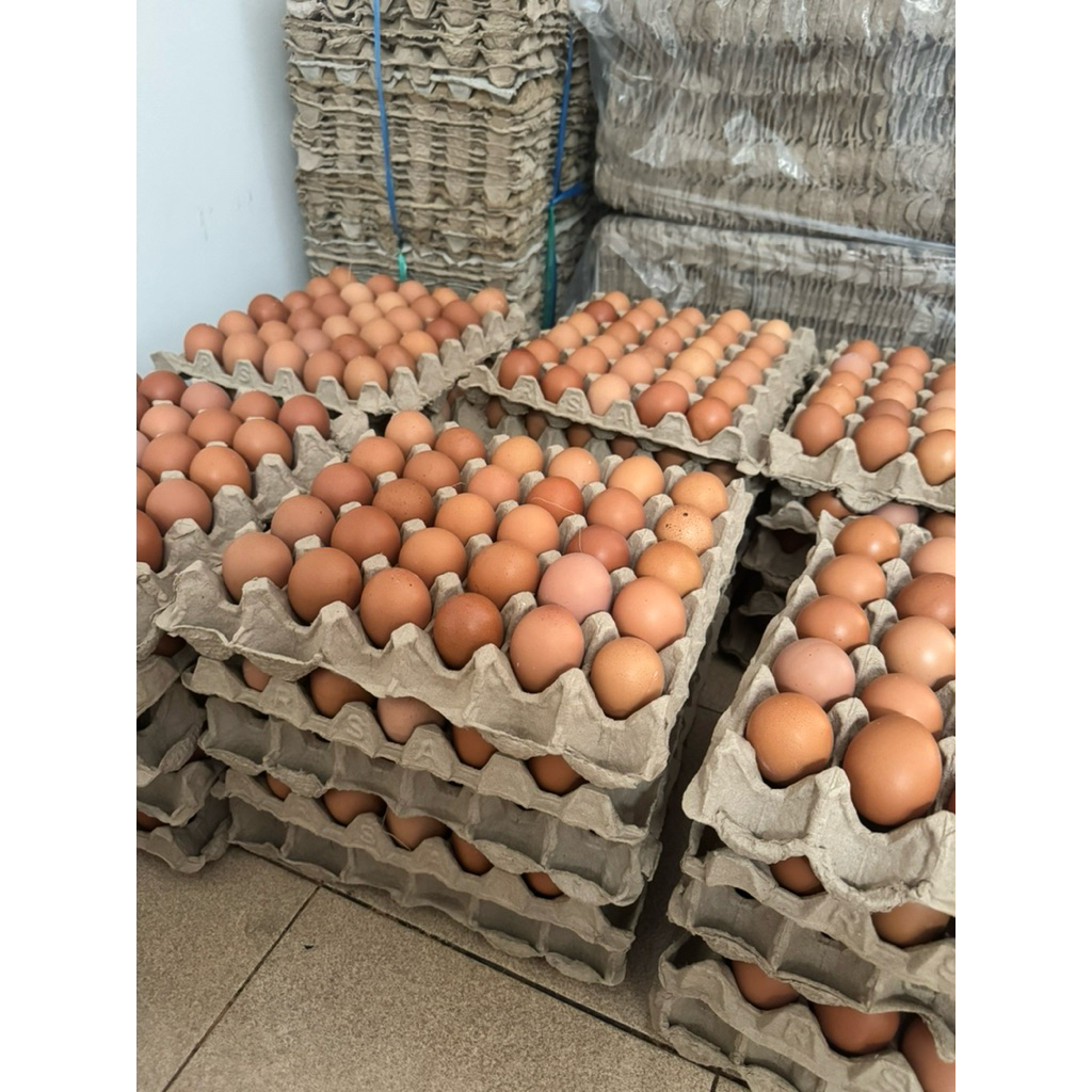 

Telor Ayam Negeri Bundling