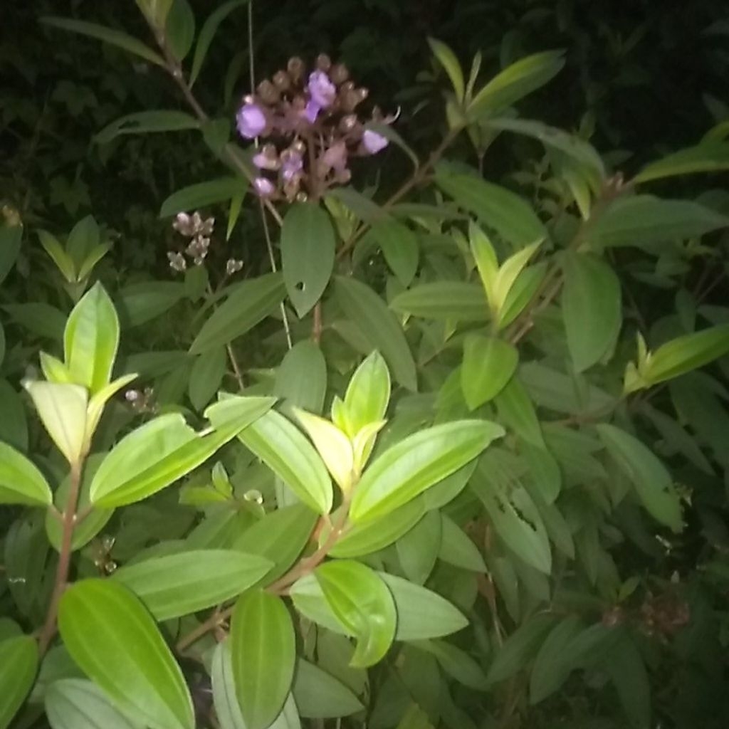 

500 GRaM DAUN SANGGANI /SENDUDUK/HARENDONG SEGAR TERMURAHLOH