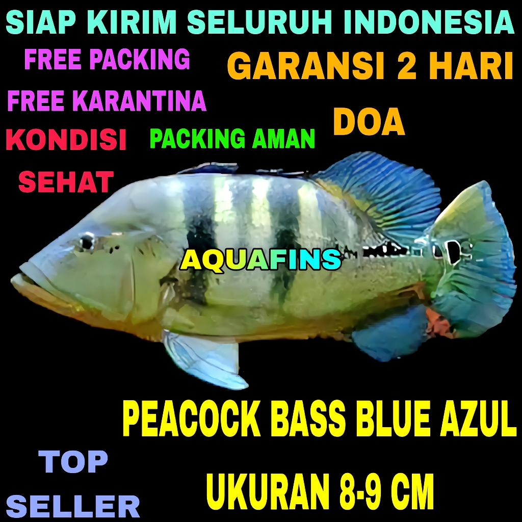 HIASAN CICHLID GOLDEN PEACOCK BASS CICHLA BLUE AZUL UKURAN 8-9 CM