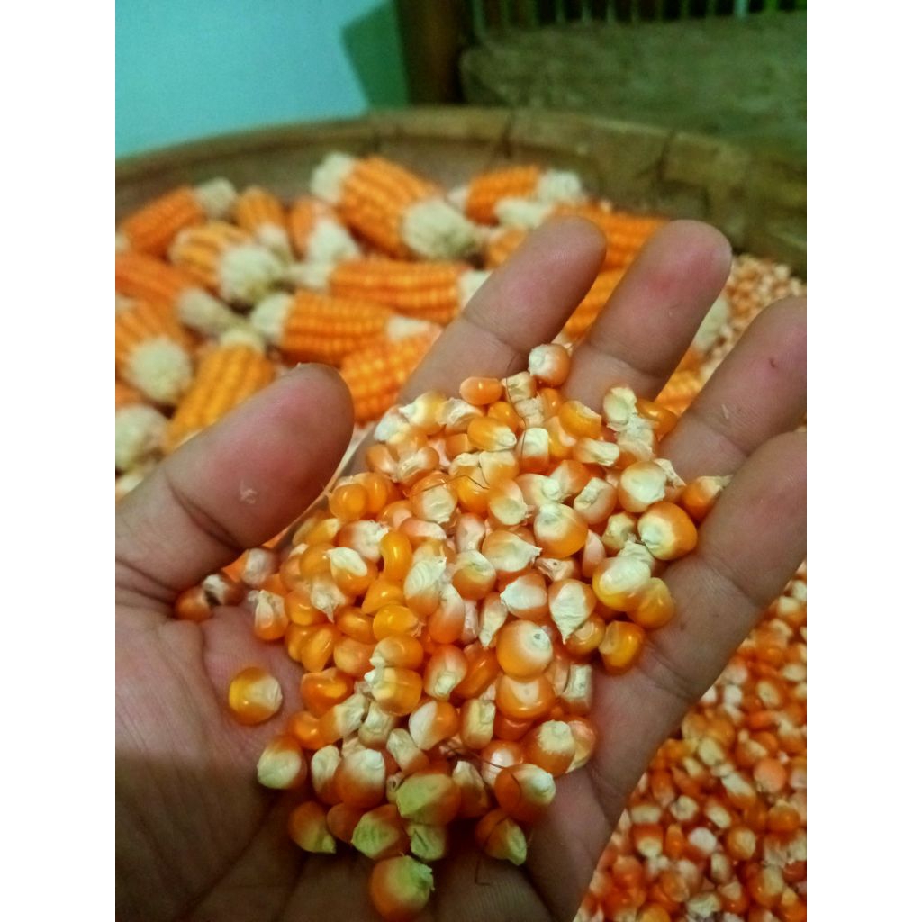 

benih jagung Madura asli isi 1 kilo