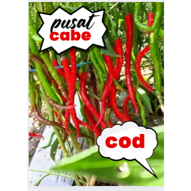 

100 gram cabe keriting fress petik lansung dari petani