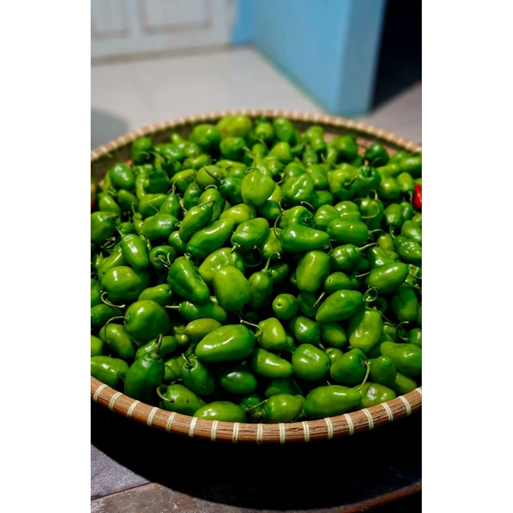 

Cebe gendot segar fresh isi 1kg