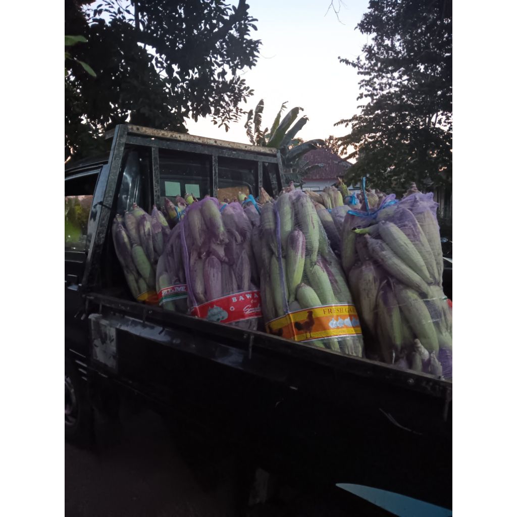 

Jagung Ketan Ungu (Paket 2kg)