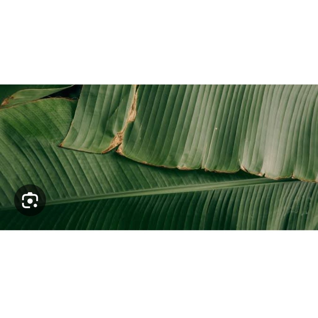 

daun pisang raja