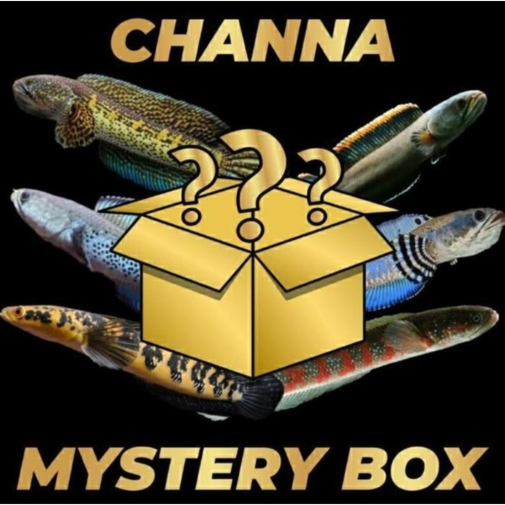 misteri baby chana isi 3 ekor Auranti size2cm/ 3cm/4cm