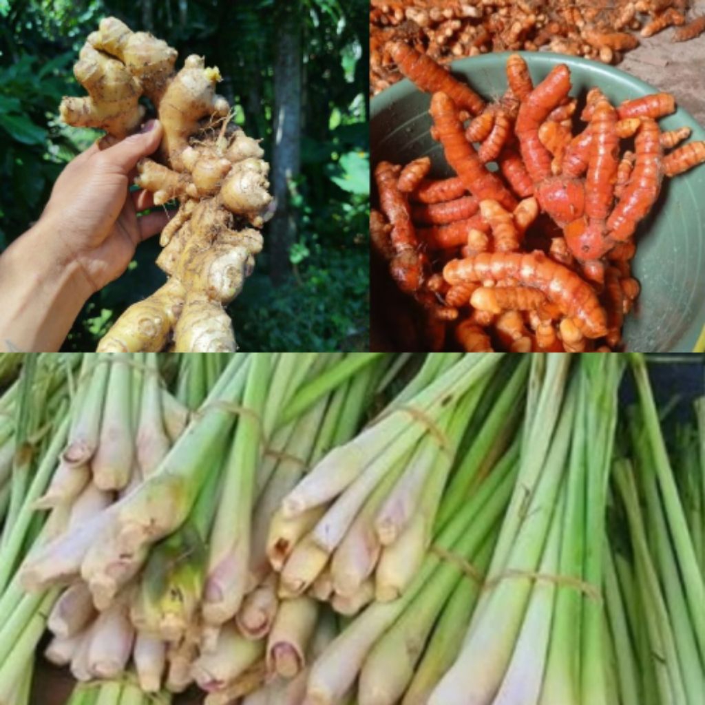 

jahe putih + kunyit + serai paket SEGAR 1.500 Gram