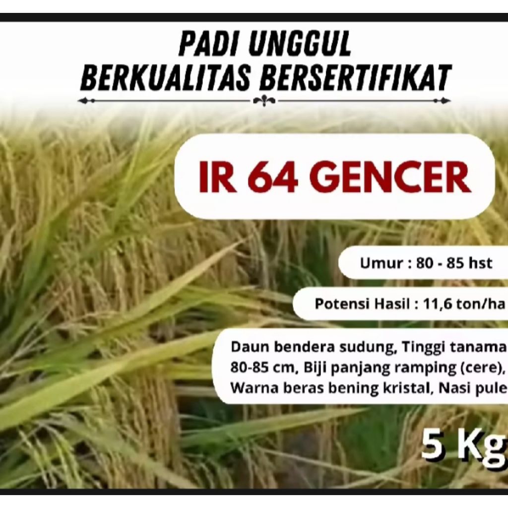 BENIH PADI IR 64 GENCER BERKUALITAS UNGGUL KEMASAN 5 KG