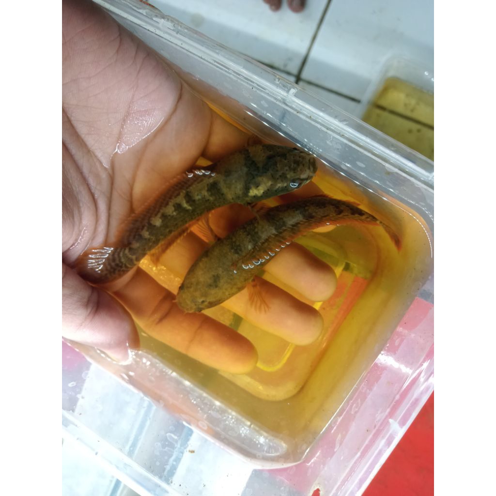 

(garansi 100%) sticker chana LIMBATA WC SB