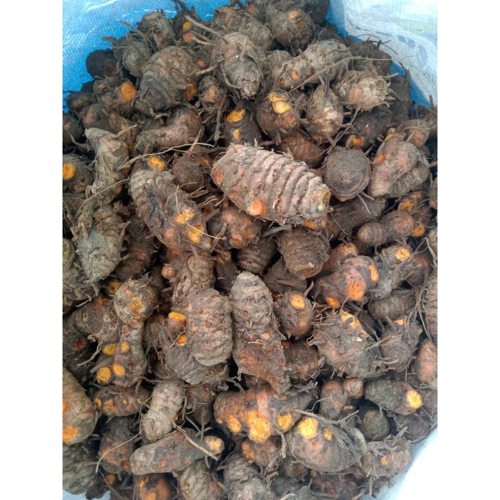 

bandul kunyit segar fres 500 gram