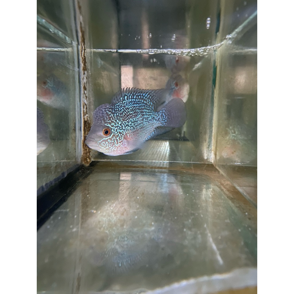 LOHAN SRD /CENCU HIASAN AQUARIUM AQUASCAPE