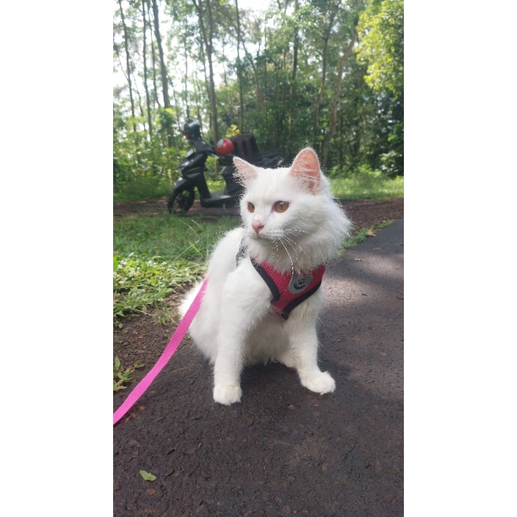 Kucing Persia medium jantan bigbone