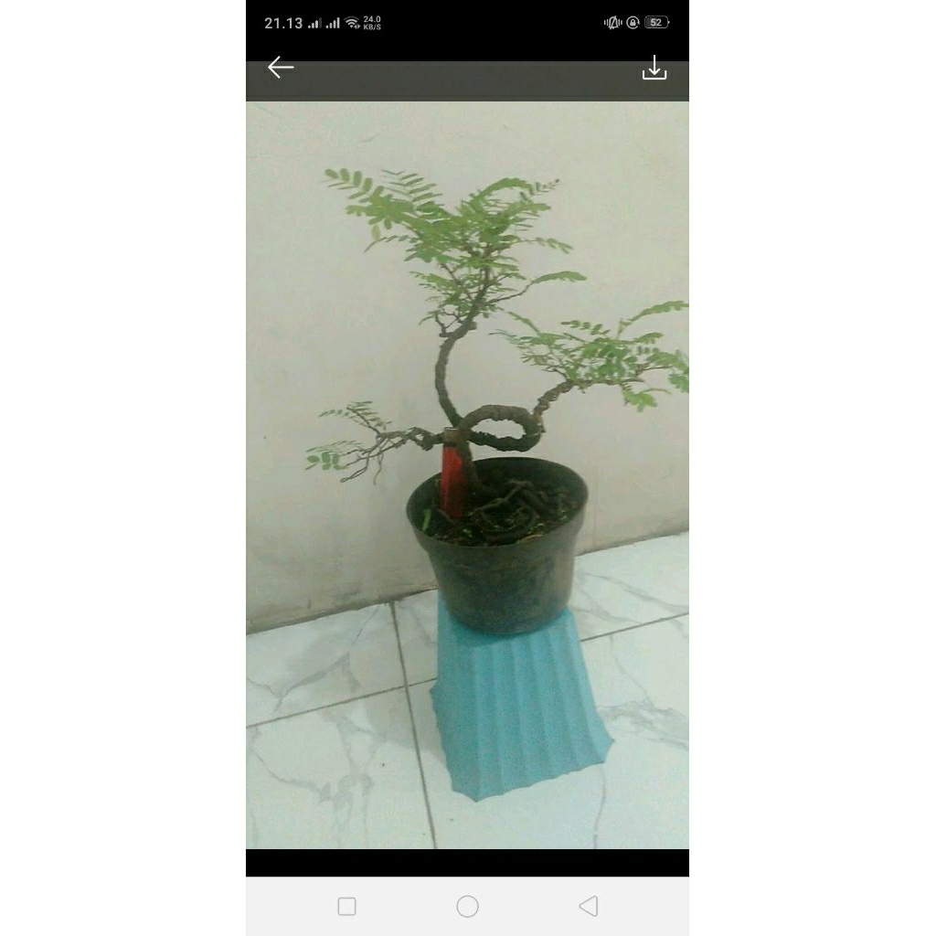 bonsai asem jawa