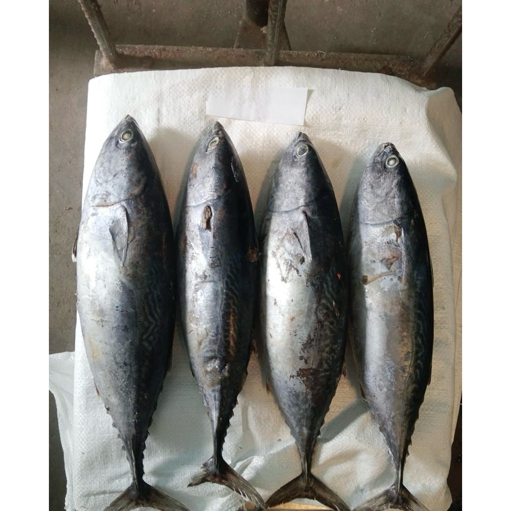 

IKAN TONGKOL | FROZEN