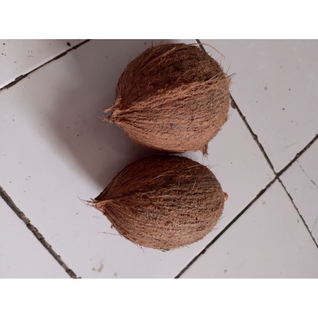 

kelapa tua