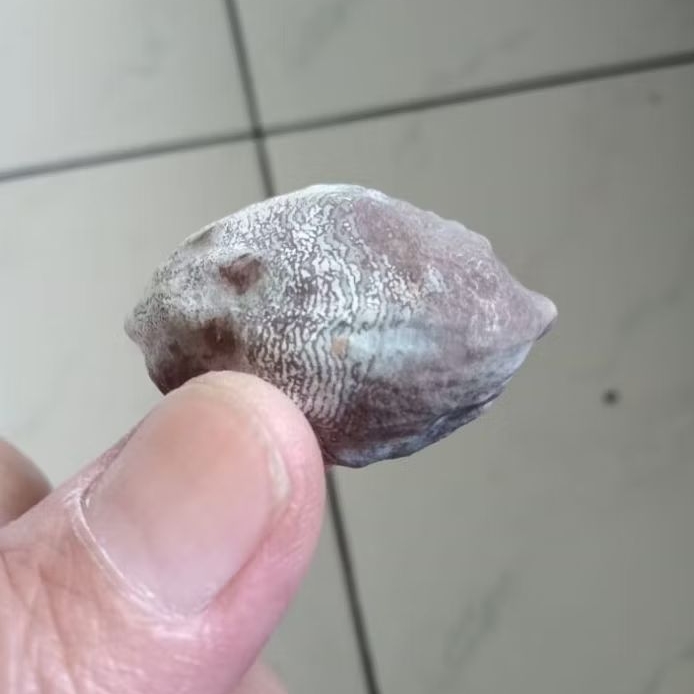 Kemiri Adu Muncang Adu Wadas Ori Tua Jatuhan