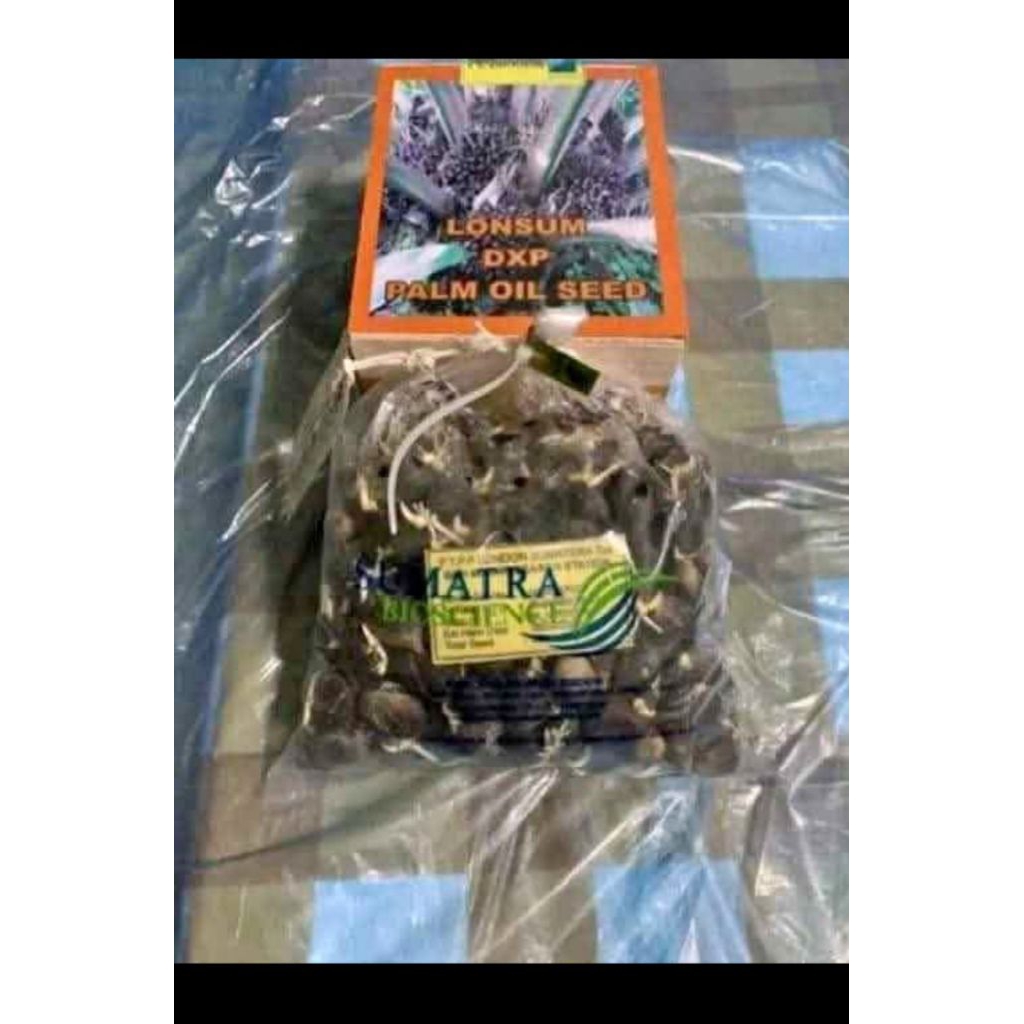 Bibit Benih Kecambah Kelapa Sawit Jenis Lonsum Isi 250 Butir