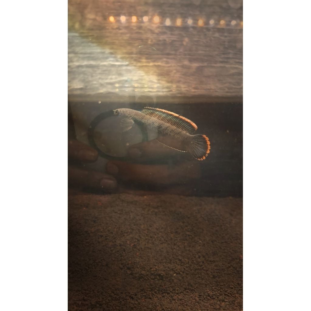 Stiker chana Stewarti berkualitas