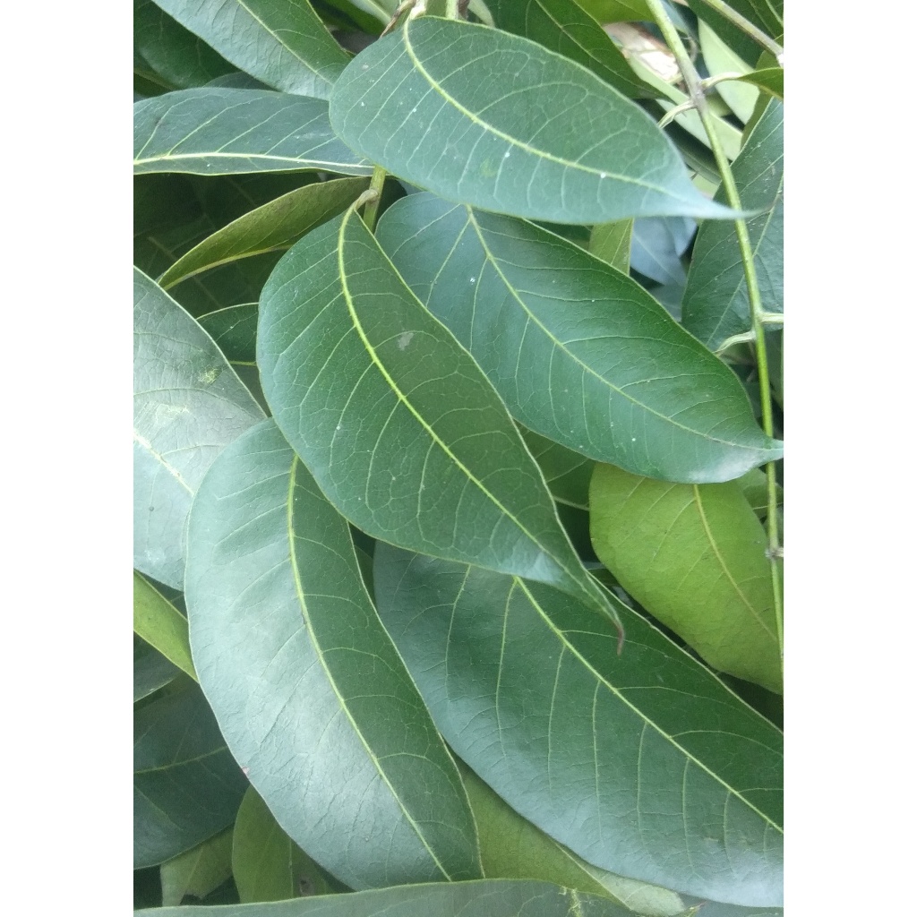 

Daun Mahoni Segar 100% Natural – Obat Herbal Kolesterol & Diabetes – Antioksidan Alami